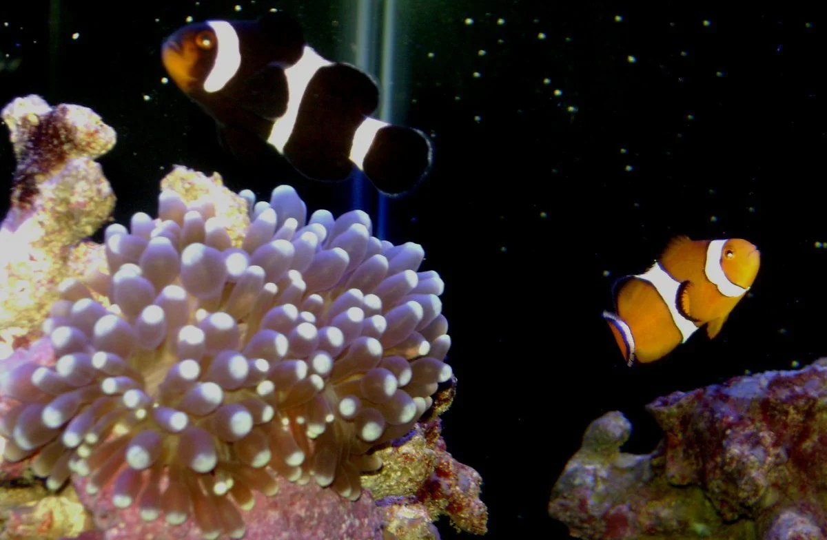 060514 nighttime clowns and anemone.webp