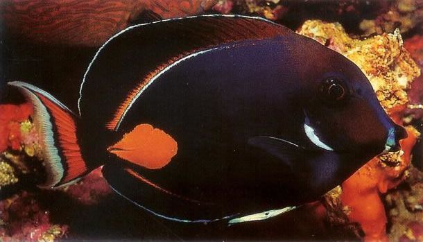 Achilles surgeonfish.jpg