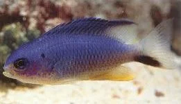 Allens Damselfish.webp