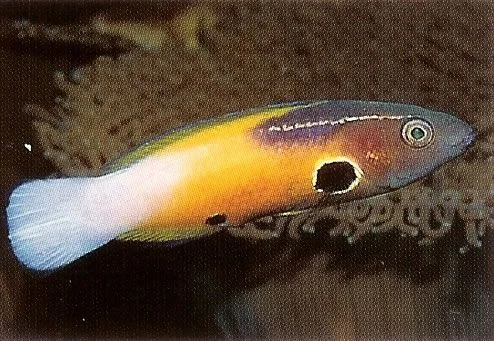 Allens Wrasse.webp