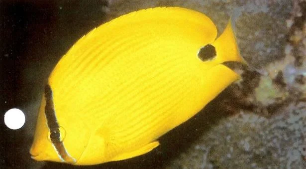 Andaman butterflyfish.webp