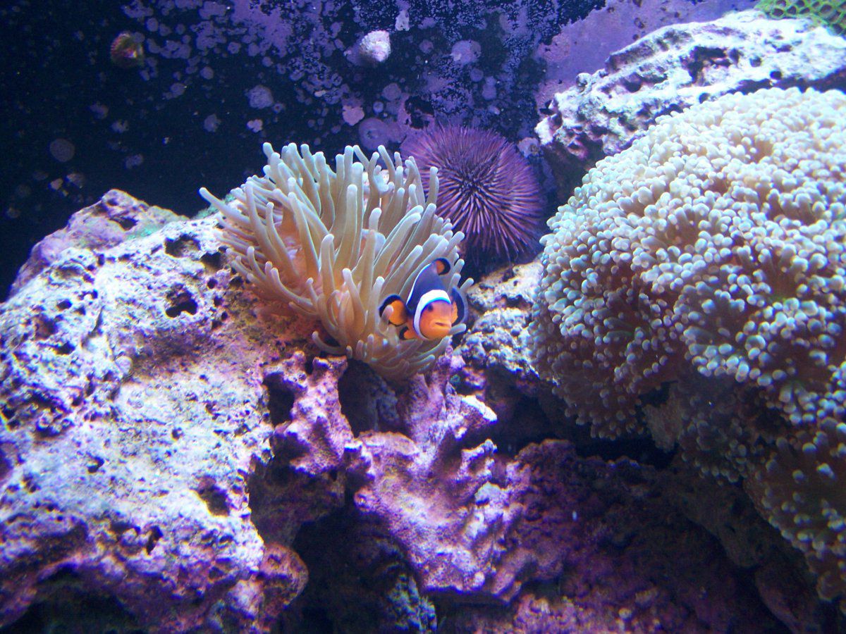Anemone, Clown fish, Frogspawn, Purple urchin.JPG