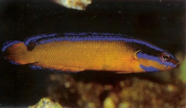 Arabian Bluelined Dottyback.webp