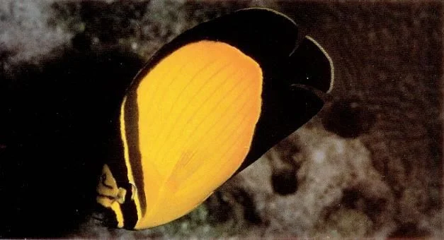 Arabian butterflyfish.webp