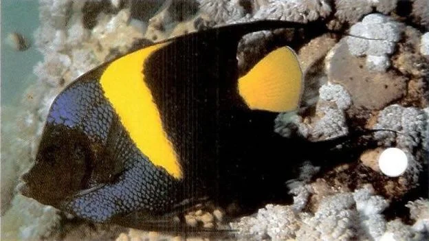 Asfur Angelfish.webp