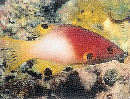 Axilspot Hogfish.webp