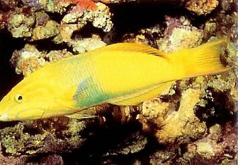 Banana Wrasse.webp