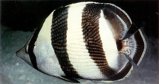 Banded butterflyfish.webp