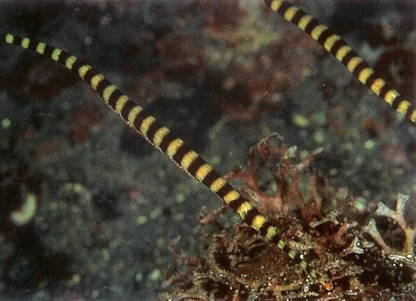 Banded Pipefish Living Reefs