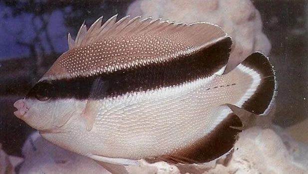 Bandit Angelfish.webp