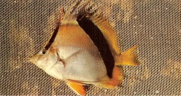 Bank butterflyfish.webp