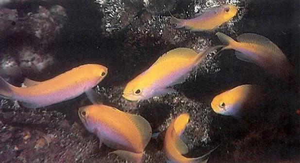 Bartletts Anthias.webp