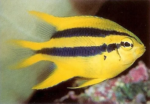 Behns Damselfish.webp