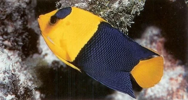 Bicolor Angelfish.webp