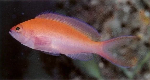 Bicolor Anthias.webp