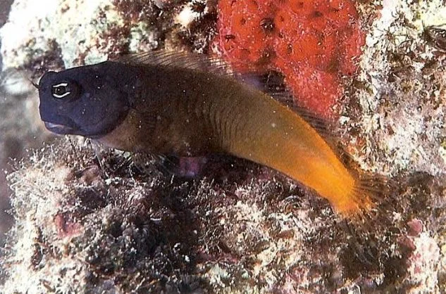 Bicolor blenny.webp