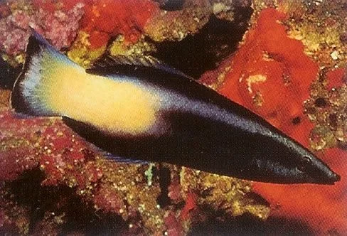 Bicolor Cleaner Wrasse.webp