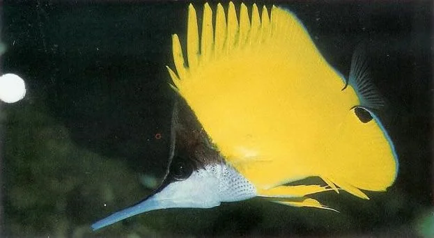 Big longnose butterflyfish.webp