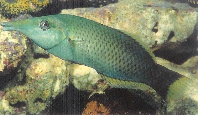 Bird Wrasse.webp