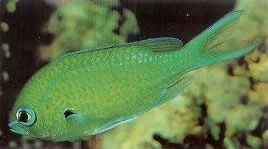 Blackaxil Chromis.webp