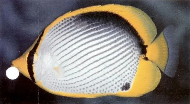 Blackback butterflyfish.webp