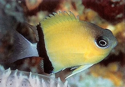 Blackbar Chromis.webp