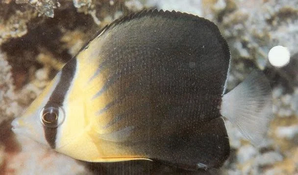 Blackburns butterflyfish.webp