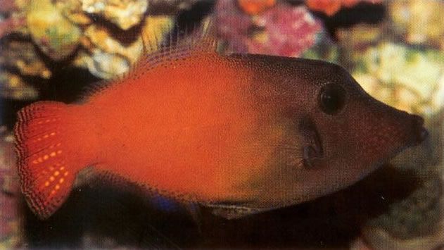 Blackheaded filefish.jpg