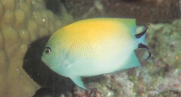 Blackspot Angelfish Female.webp