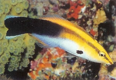 Blackspot Cleaner Wrasse.webp