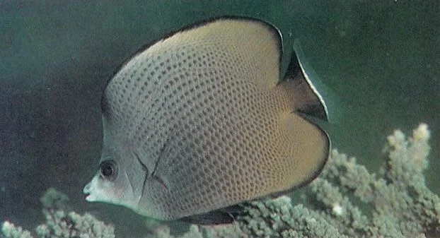 Blackspotted butterflyfish.webp