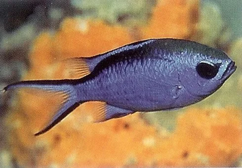 Blue Chromis.webp