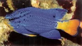 Blue Damselfish.webp