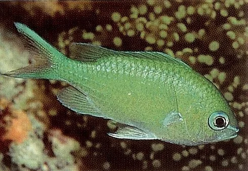 Blue Green Chromis.webp