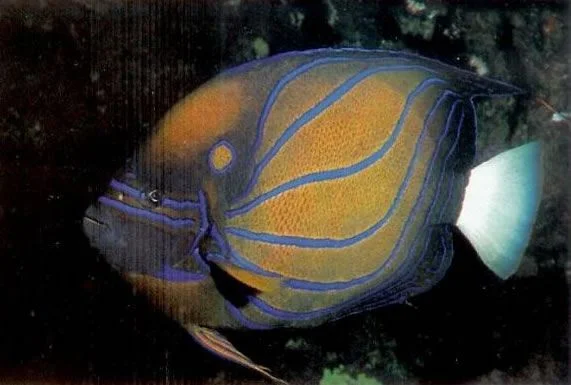 Blue Ring Angelfish.webp