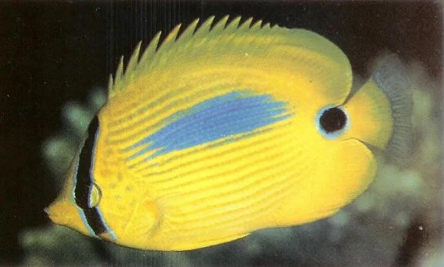 Blue spot butterflyfish.webp