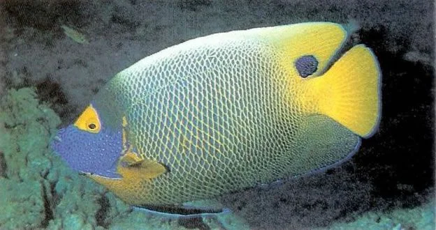 Blueface Angelfish.webp