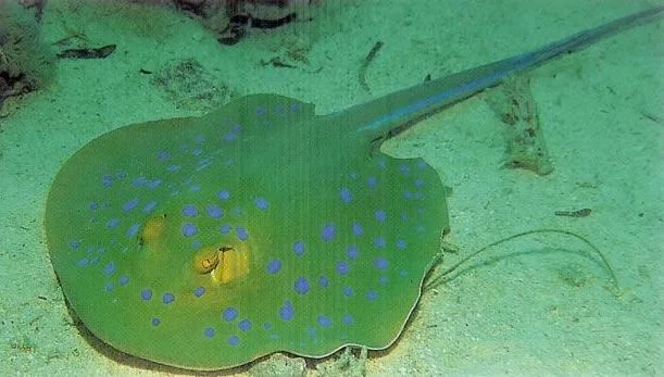 Bluespotted Stingray.webp