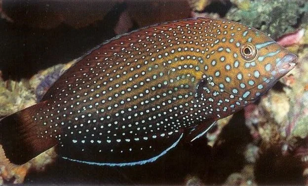 Bluespotted Wrasse.webp