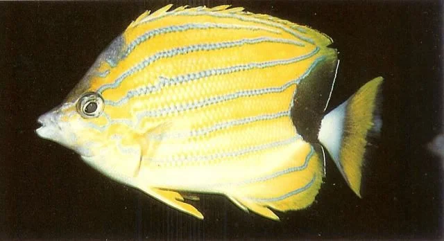 Bluestripe butterflyfish.webp