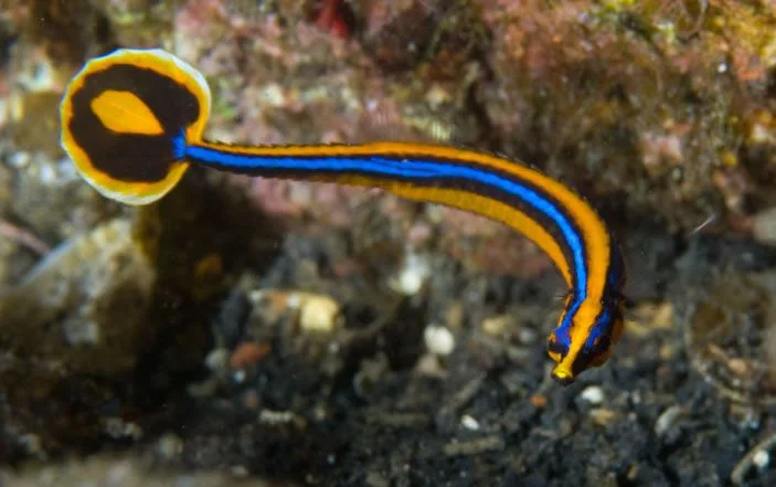 Bluestripe Pipefish.webp