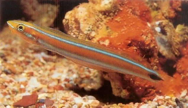 Bluestriped fang blenny.webp