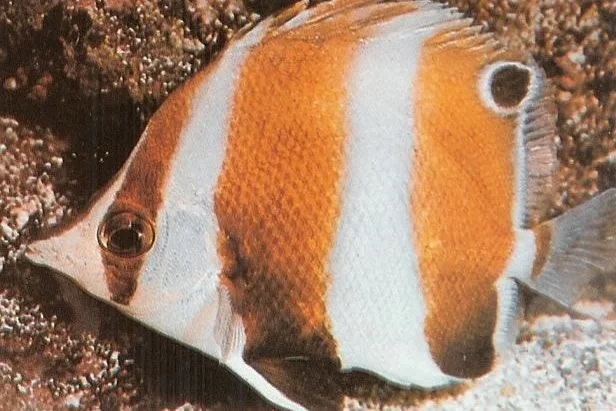 Brownbanded butterflyfish.webp