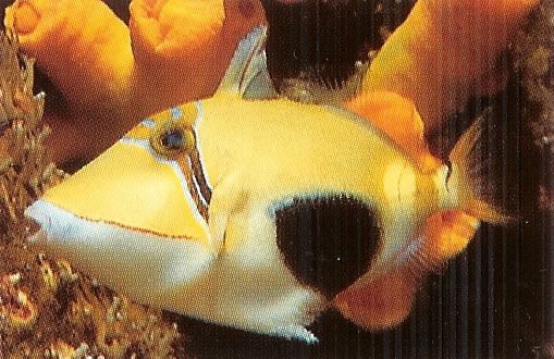 Bursa Triggerfish.jpg