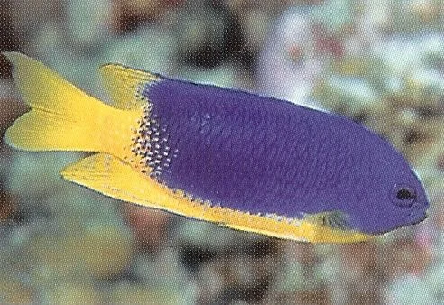 Caerulean Damselfish.webp