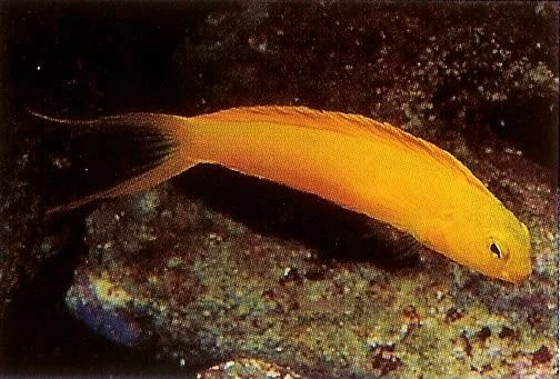 Canary fang blenny.webp