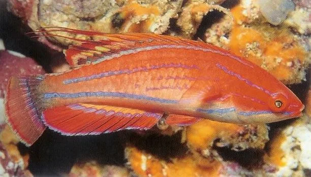 Carpenters Flasher Wrasse.webp