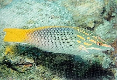 Checkerboard Wrasse.webp