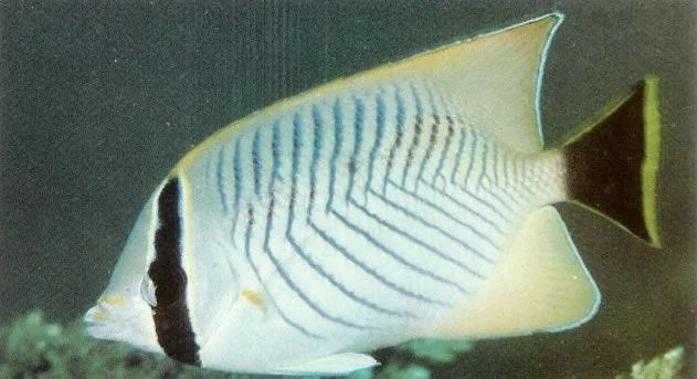 Chevron butterflyfish.webp