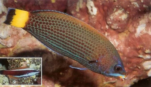 Chiseltooth Wrasse.webp